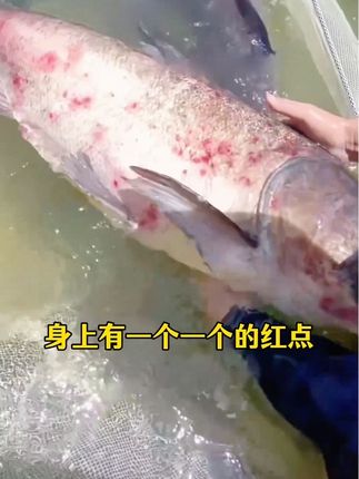 #水产养殖 #四大家鱼养殖 鱼身上有红点,就用红点消,兑水稀释泼洒#鲈鱼