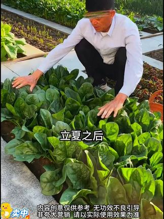 夏季种植耐热耐抽苔菠菜菜籽种子盆栽地栽种植#耐热菠菜种植 #菠菜种子 #耐热菠菜 #蔬菜种植 #菠菜种植