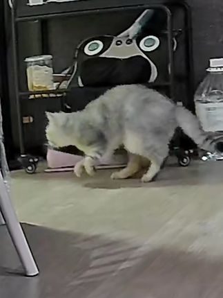 我家保安 有动静都要蹑手蹑脚来看看 #铲屎官日常 #萌宠出道计划 #猫的迷惑行为