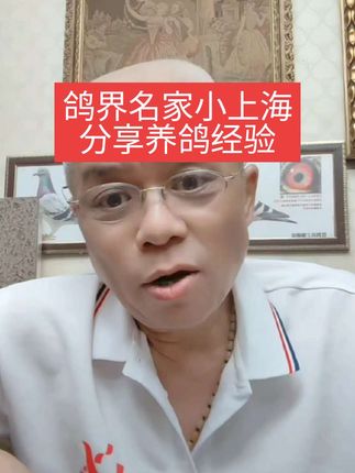 鸽界名家小上海分享养鸽经验#赛鸽知识分享#赛鸽用品