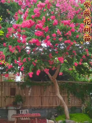 #花卉绿植 #紫薇花 又叫百日红,树姿优美,花期长,花量大,耐热耐寒,皮实好养,盆栽地载都可以#紫薇树 #别墅庭院植物 #爱生活爱养花
