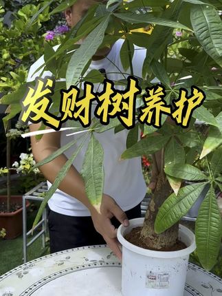 发财树养护 盆栽发财树总出问题?问题根源在根,这样养才能叶片油绿长得旺#发财树养护 #养花小知识 #花卉绿植