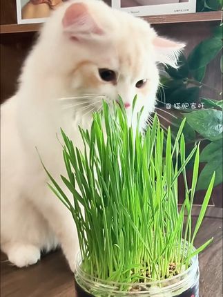 亲手给毛孩子种出猫草的乐趣#猫草#猫草种植#养猫人