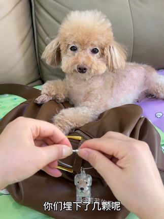 你们埋下了几颗呢 这个挂件多年以后会很珍贵 包包 钥匙 车上 都能挂 #宠物用品推荐 #是宠物更是家人#我家毛孩子 #是宠物更是家人