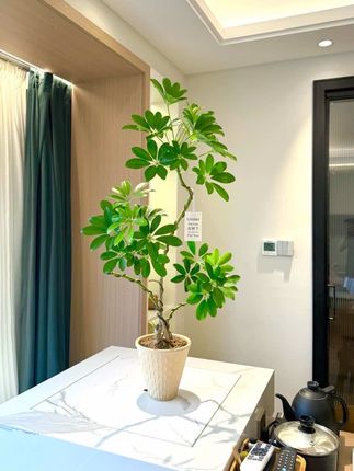 客厅落地大型丛林鸭脚木盆栽 家居室内 耐阴好养的丛林老桩鸭脚木盆栽,带盆栽好一整套,高度约1米左右,非常大。您的家里养一盆,意境感氛围感满满的,非常精致高雅#绿植 #客厅绿植 #爱生活爱养花 #好看的花花一定要分享给你 #鸭脚木