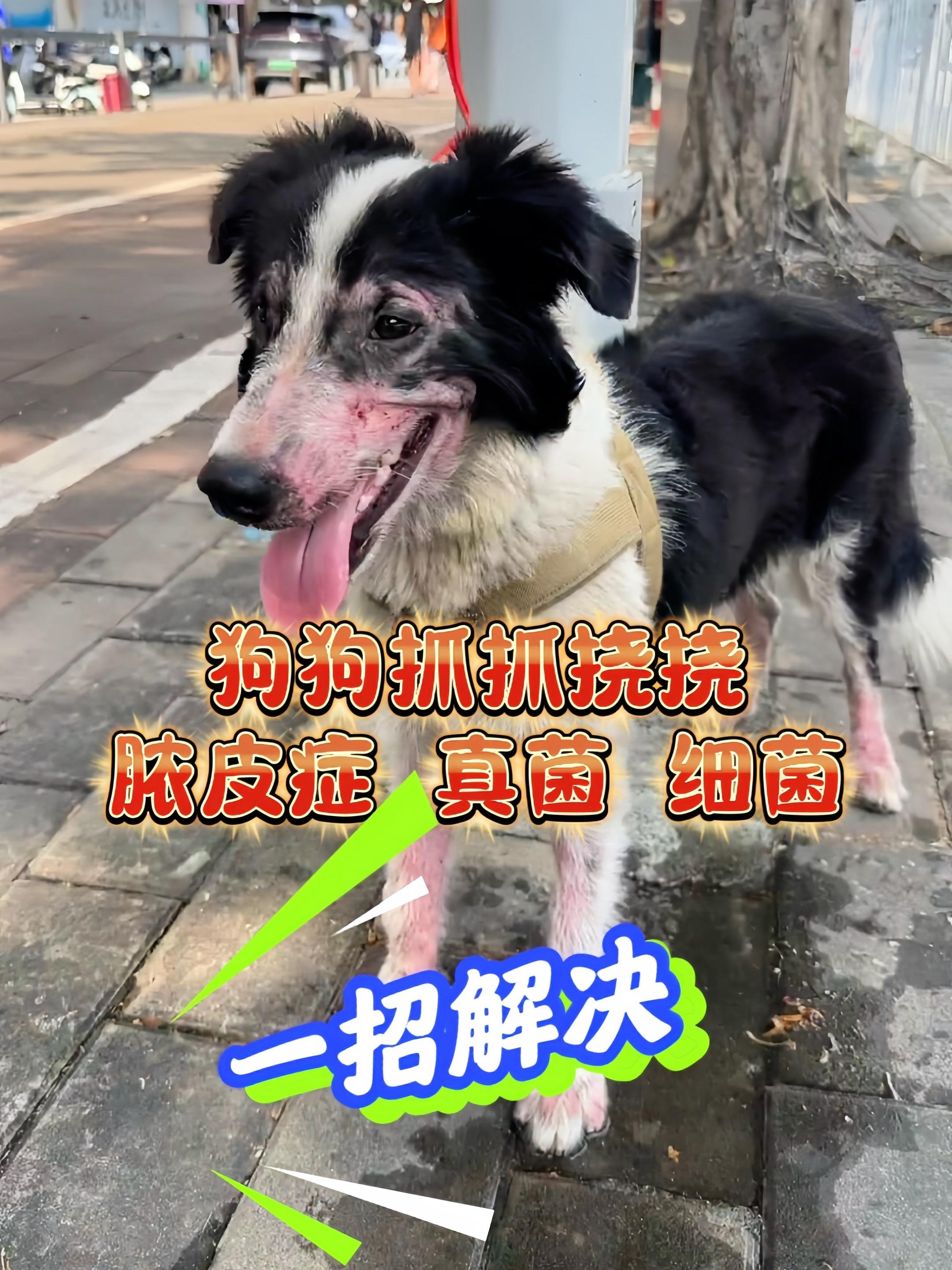 #狗狗皮肤病 #狗狗脓皮症 #养狗的乐趣 #狗狗 #科学养宠攻略