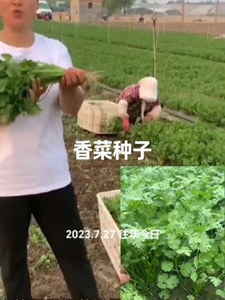 #香葱种子 #香菜种子种植方法 #三农 #在家种菜