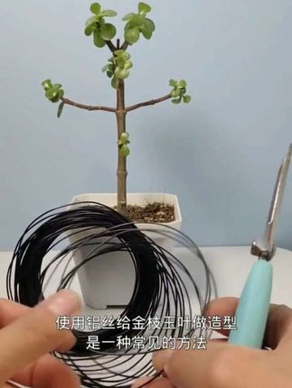 用铝丝绑扎制作金枝玉叶,精品小盆景分享
