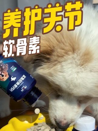 养狗最好从三个月起就补充软骨素,打好身体底子,养护关节#新手养宠 #养宠进阶指南 #养宠知识 #科学喂养 #宠物知识