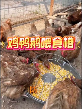 鸡鸭鹅喂食槽#好物推荐🔥 #鸡鸭鹅养殖 #鸡鸭鹅喂食槽