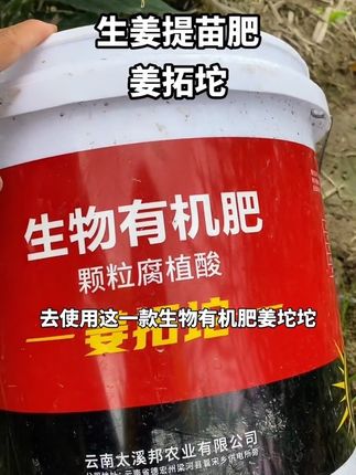 生姜种植#种植方法#增产增收才是硬道理