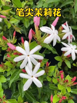 笔尖茉莉香水茉莉四季开花庭院阳台多年生植物花卉#爱生活爱养花 #花卉绿植 #家庭养花 #我的花花草草🌸🌸 #笔尖茉莉