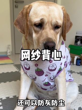 便宜又兜毛的防掉毛小背心还有谁没有呢#萌宠好物 #养狗经验分享 #狗狗衣服 #新手养狗 #宠物衣服