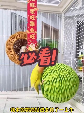 【宠大条】仿藤编鸟窝鹦鹉窝藤条耐咬夏季四季通用牡丹玄凤虎皮鸟窝#鸟窝 #鹦鹉窝
