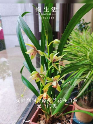 #向往的生活9这样 养养花 种种草,看庭前花开花落,望天上云卷云舒。