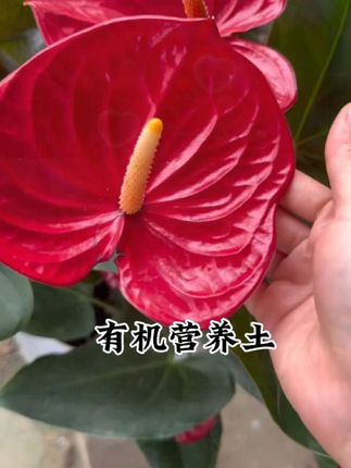 《买20斤送30斤》养花 种菜通用型营养土