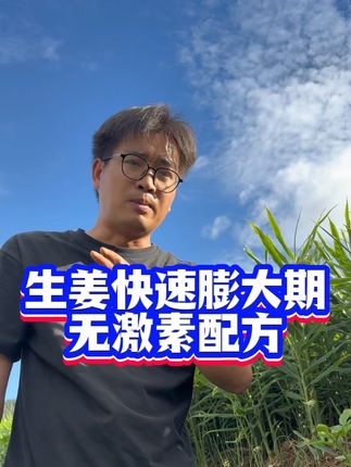 生姜快速膨大期,无激素增产方案#生姜#生姜种植 #生姜种植技术