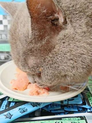 迈路士0添加猫条,经济实惠,好吃不贵#迈路士 #迈路士猫条