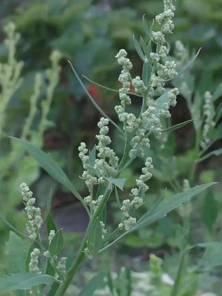 【新疆西藏包邮】红茶抗皱舒缓冻膜保湿补水淡化细纹滋润清爽改善#保湿效果#爆款热卖中 #滋润保湿 #面膜#抖音小助手