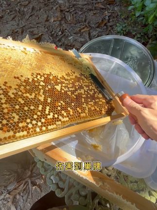 实测割蜜刀#蜜蜂养殖 #打蜂蜜 #割蜜刀