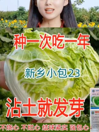 #蔬菜种子 #小包心白菜