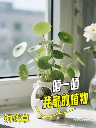 🍃铜钱草:精致小盆栽里的大寓意 新手或者想养绿植的姐妹们,给大家推荐一下这个超有灵性的铜钱草,它圆圆滚滚的,如古代的铜钱一样,寓意着招财进宝😀放在家里或者上班的办公室里,不仅养眼还超好养活,只要浇浇水晒一晒,它就绿油油的冒出一大片的,全是圆圆满满的叶子,看着真的不错,如钱财滚滚来!#花卉绿植 #水培植物 #铜钱草 #居家好物 #新手养花