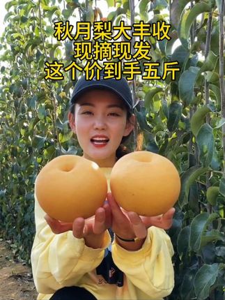 山东莱阳的秋月梨开园啦!今年口感格外好,现在是头茬大果,想吃的要抓紧呦#秋月梨 #水果 #新鲜应季水果 #莱阳梨 #新鲜水果