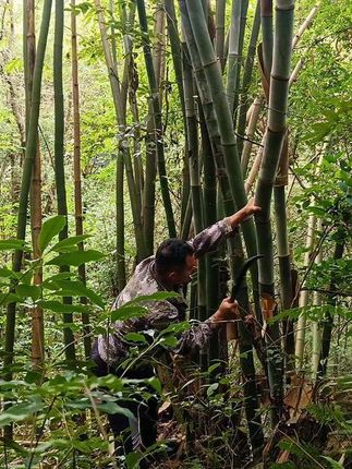 上山打野找下酒菜,这种货绝对是下酒硬菜,收获不错#大山里的原生态 #我的乡村生活