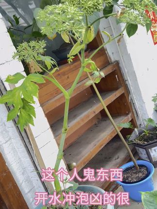 强精草还阳草#阳台种植 #植物 #植物科普 #大自然的馈赠 #大自然