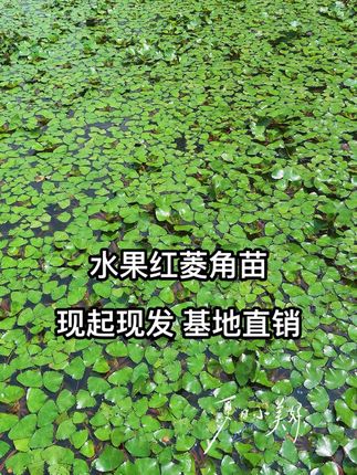 两角红菱角苗,菱角苗供应,现起现发,改善水质#水果红菱角苗#菱角苗供应#青菱角苗#新农人计划 #改善水质