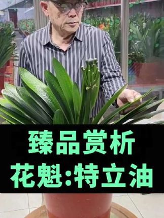 臻品赏析花魁:特立油#花卉绿植#养花小知识 #养花 #君子兰#热门