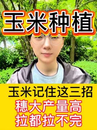 玉米想要高产,记住这三招 #三农 #玉米 #种植小技巧 #玉米地 #玉米种植