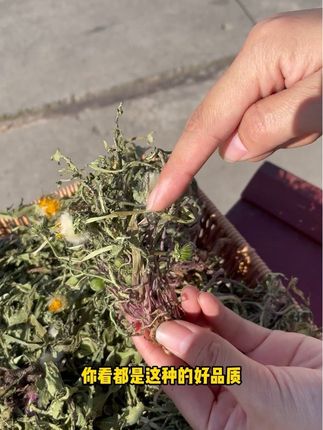 可以煮鸡蛋煮水喝,味道甘甜可口#蒲公英#蒲公英茶#好物推荐🔥 #优质农产品 #蒲公英煮水喝