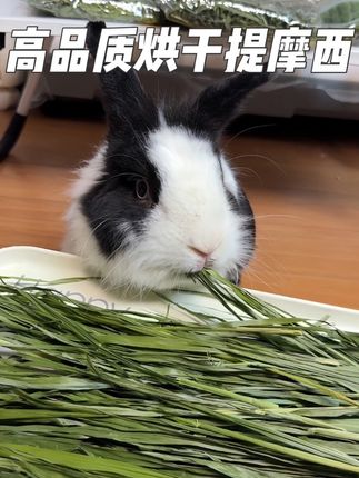 提摩西草是兔子主草之一。帮助兔子磨牙健齿,蠕动肠道,排出毛球。这款高品质烘干提摩西,对比同等价位品质真心不错,喜欢的可以试试!#烘干提摩西#兔子主草#兔子牧草#兔子吃草 #兔子饮食