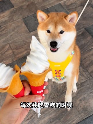 30多度的天,小狗狗也有雪糕可以吃了~冰冰凉凉的,也太爽了吧 #养狗经验分享 #萌宠好物 #宠物零食 #狗狗 #狗零食