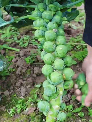 #强烈推荐 #优质农产品 #蔬菜种子 #孢子甘蓝种子 #孢子甘蓝菜