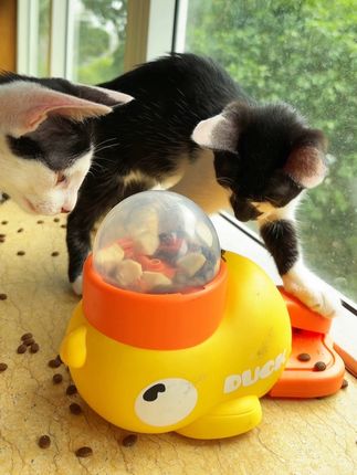 #猫玩具解闷神器 小黄鸭冻干发射玩具#超级可爱的小猫咪 #萌宠好物 给你家宝贝入一个