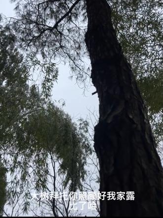 要怎么释怀呢?昨天才抱在怀里肉嘟嘟的小露比,一下子就没了,从生下来就没离开过我的露比,今晚要孤零零的躺在离家那么远那么冷的山上了,niania一直没睡觉在家里找它,它又怎么才能释怀呢#露比小猫咪 #niania小猫咪