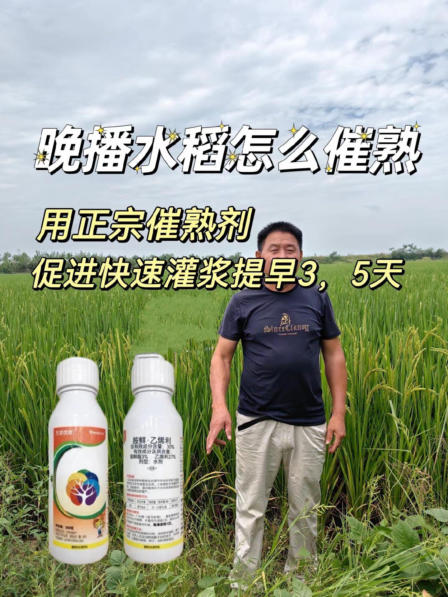 温度骤降,迟播的水稻,灌浆慢的水稻,生育期长的水稻,担心灌浆慢减产的,赶紧把胺鲜乙烯利带回家。 方案50克胺鲜乙烯利+100克磷酸二氢钾。
