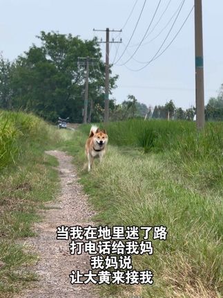 当我在地里迷了路,打电话给我妈,我妈说让我别着急,一会大黄就来接我…#不养狗不知道养狗的乐趣 #狗狗 #大黄狗中华田园犬#从狗狗的表情里看到了难以置信