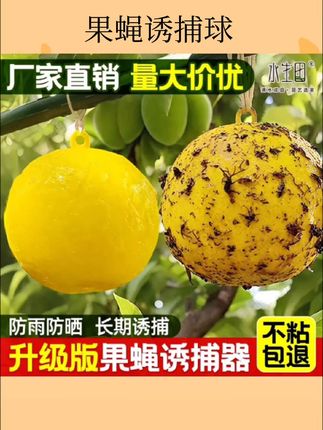 果蝇诱捕球#果蝇诱捕球 #消杀好物 #分享好物 #杀虫用品 #好物推荐🔥