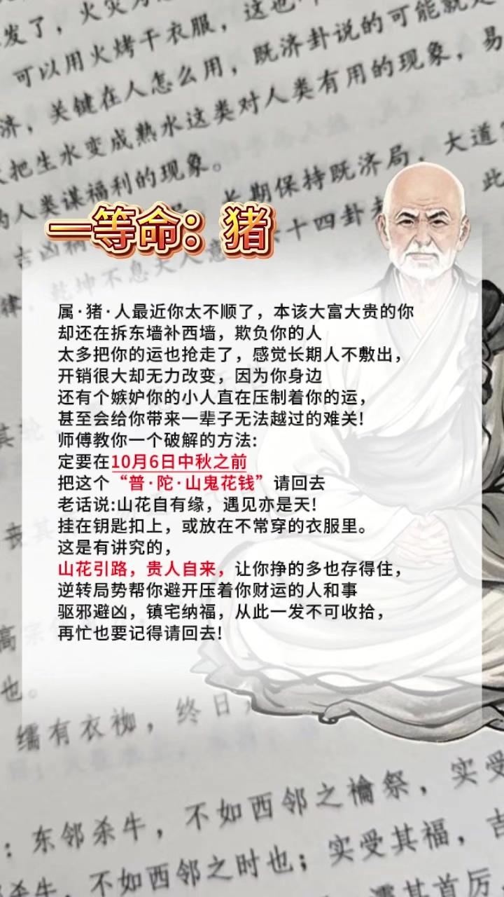#猪 #属猪 #生肖猪
