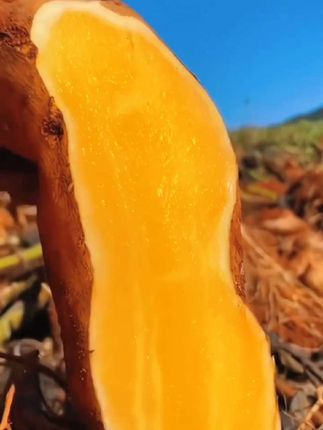 云南天山#雪莲果 ,种植在云南海拔两千米以上的红泥沙地,天山雪水灌溉,果子新鲜脆爽,清甜多汁,都是当天现挖现发#天山雪莲果 #优质农产品 #大山里的味道 #新鲜应季水果
