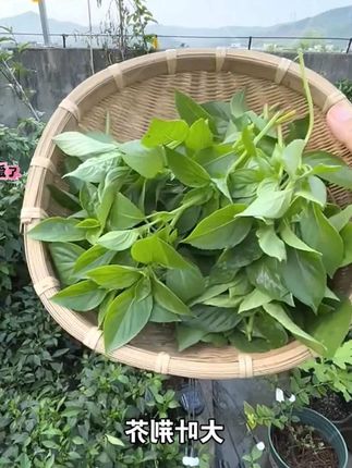 大叶荆芥种子野菜速生香荆芥春夏秋耐热蔬菜籽清香鲜嫩夏季简单#大叶荆芥 #大叶荆芥种子 #速生荆芥 #蔬菜种子 #香荆芥种植