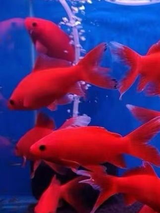 冷水鹦鹉鱼|藏在鱼缸里的治愈精灵。玻璃缸里的胭脂色云朵,说的就是它们。无需加热棒,22-28℃常温就能活,新手也能轻松养。圆滚滚的身子裹着渐变橙红,像穿红绸裙的舞者,尾鳍扫过,时光都慢了。群居的小家伙们结伴穿水草,比热带鱼多份不矫情的生命力。  养护:每周换1/3水,喂下沉饲料,铺细沙护吻部。 看它们在光影里打转才懂:陪伴,从不用刻意讨好。  #冷水鹦鹉鱼 #观赏鱼 #鹦鹉鱼 #新手必入 #观赏鱼推荐.
