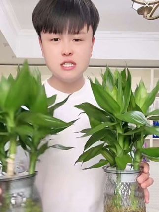 富贵竹9.9两盆#我要上热门🔥 #好物推荐🔥 @DOU+小助手