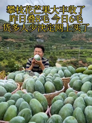 攀枝花凯特芒果大丰收了,果大皮薄肉厚汁水丰富,超级好吃又甜!#现摘现发新鲜到家 #优质农产品 #攀枝花芒果