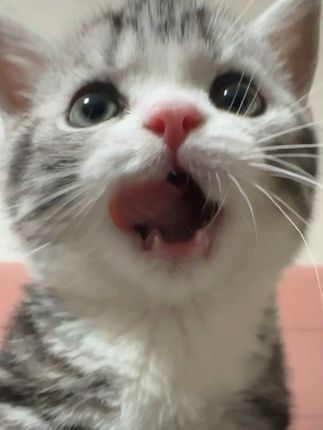 “吃到了香香饭的一天喔” #小猫成长记录 #撅嘴小猫 #养猫 #日常生活