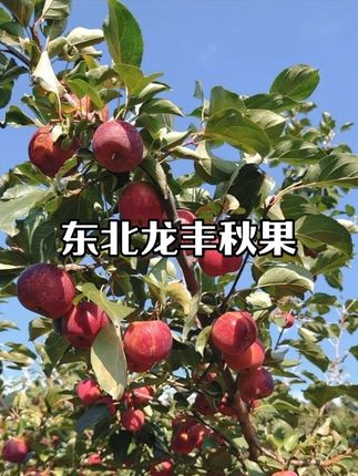 东北龙丰大秋果嘎嘎脆嘎嘎甜 #东北龙丰果 #东北龙丰果大秋果 #东北秋果#三农 #优质农产品
