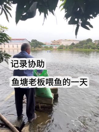 记录协助鱼塘老板喂鱼的一天#三农 #水产养殖 #三农养殖 #养鱼人 #鱼塘